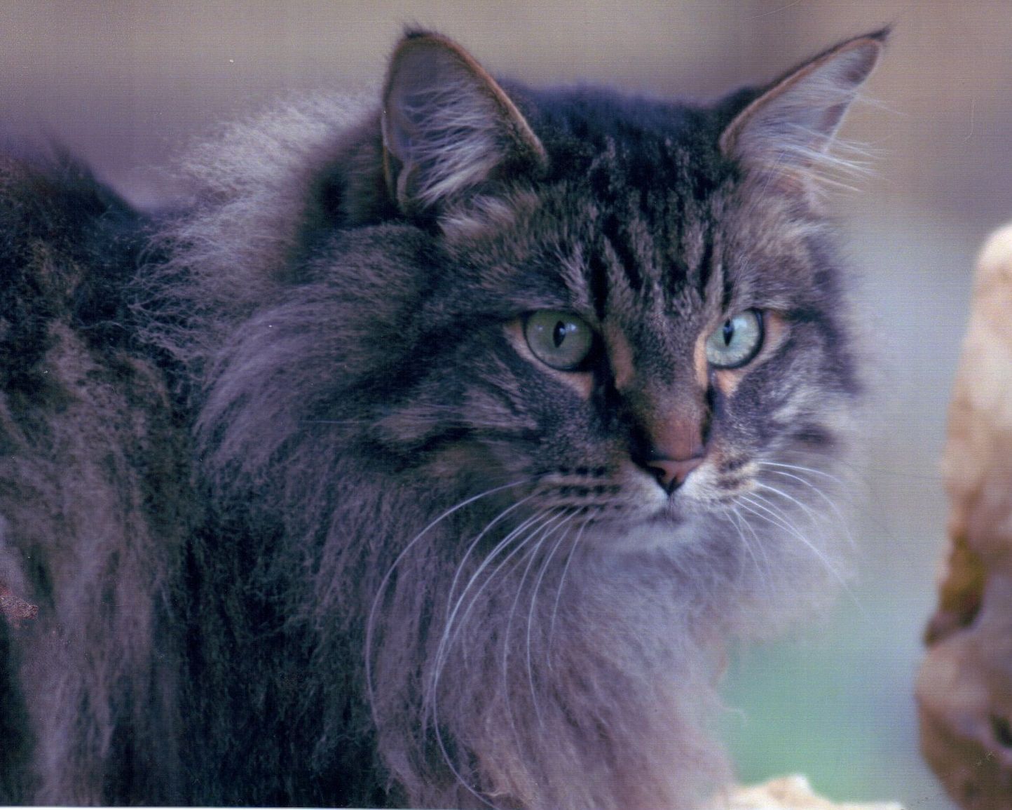 Pic of the Litter: Simon